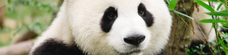 �y�ߕ�z���t�R���A���P�[�g�u��쓮�����Ƀp���_�͕K�v�H�v�p���_�͂���Ȃ������Ђ�90%����炨��I