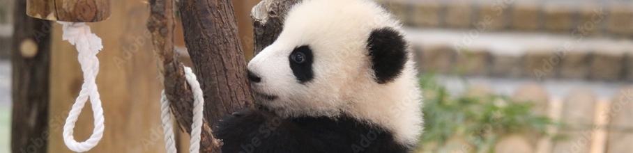 �y�ߕ�z�p���_�����Ȃ��Ȃ������l���A�p���_�̔�蕨����������ɍ��̗t��H�ׂ�����C�x���g���J�Â��Ă��܂�����炨��I